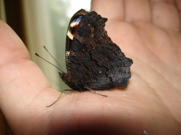 Обои картинки фото животные, бабочки