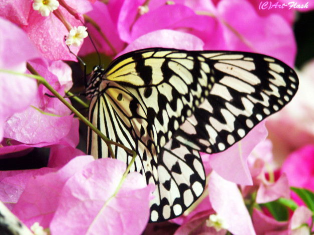 Обои картинки фото животные, бабочки