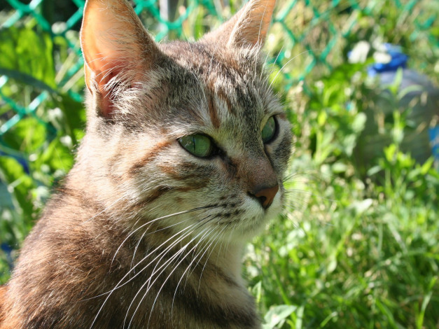 Обои картинки фото животные, коты