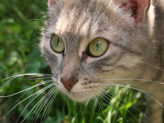 Обои картинки фото животные, коты