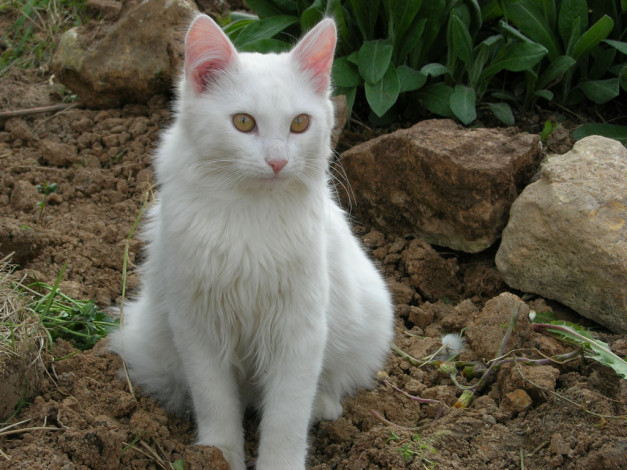 Обои картинки фото животные, коты