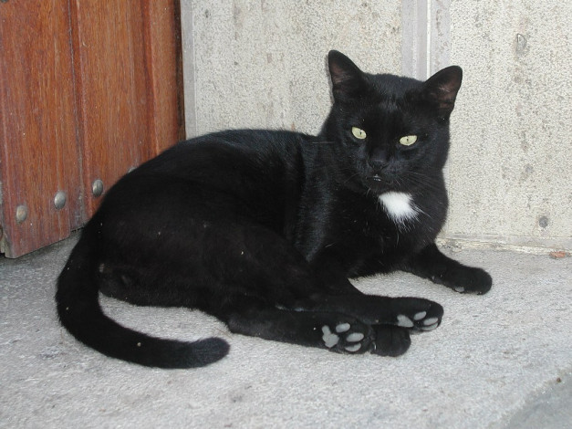 Обои картинки фото животные, коты