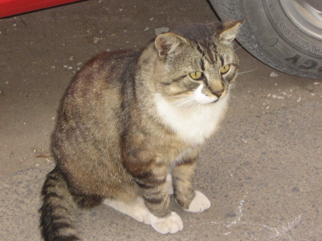 Обои картинки фото животные, коты