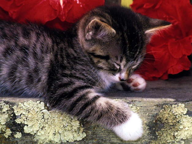 Обои картинки фото животные, коты