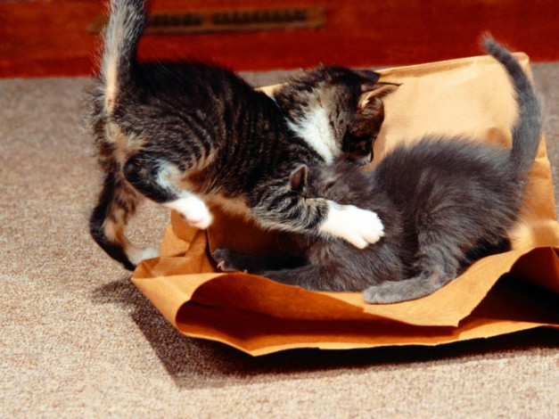 Обои картинки фото животные, коты