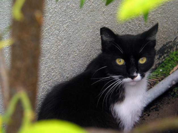 Обои картинки фото животные, коты