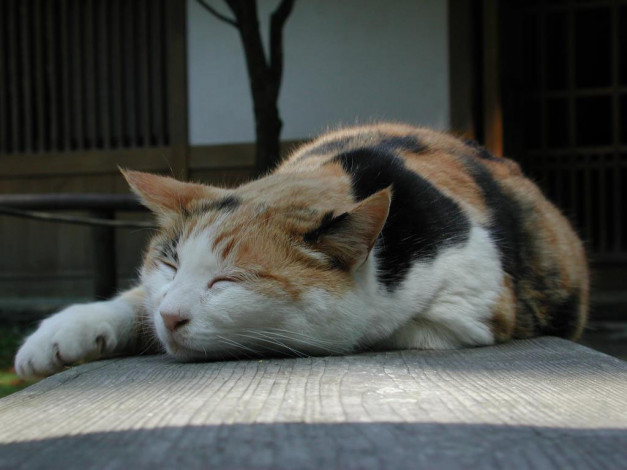 Обои картинки фото животные, коты