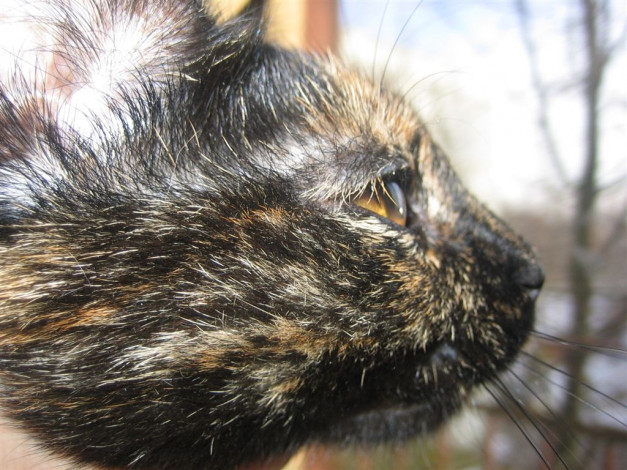 Обои картинки фото животные, коты