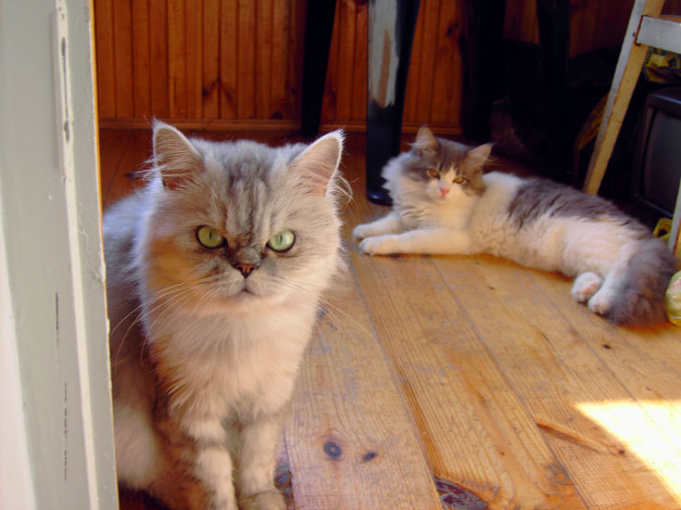 Обои картинки фото животные, коты