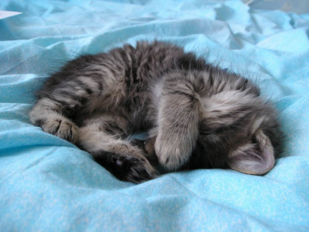 Обои картинки фото животные, коты