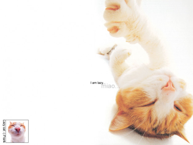 Обои картинки фото животные, коты