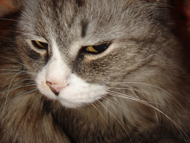 Обои картинки фото животные, коты