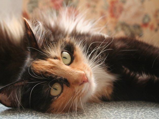 Обои картинки фото животные, коты