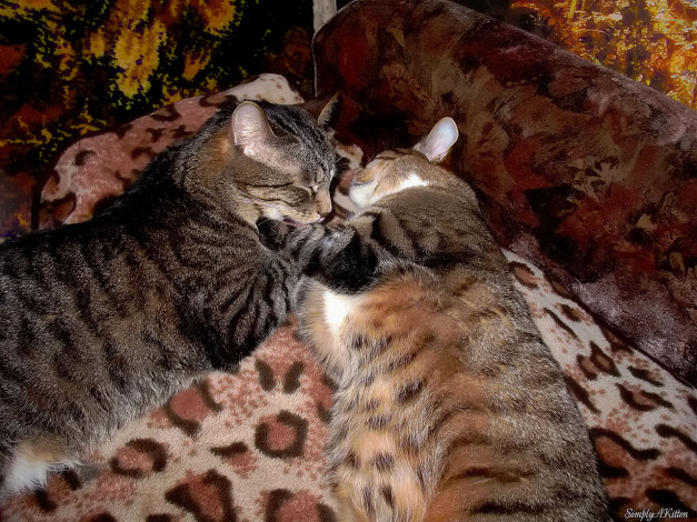 Обои картинки фото животные, коты