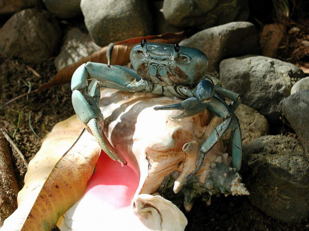 Обои картинки фото животные, крабы, раки