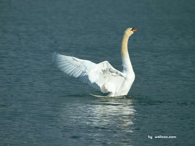 Обои картинки фото животные, лебеди