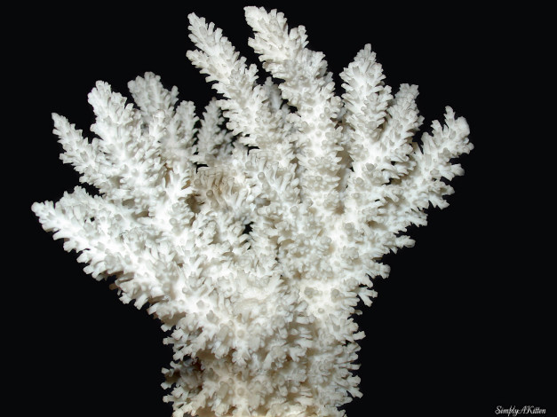 Обои картинки фото животные, морская, фауна