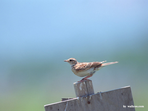 Обои картинки фото животные, птицы