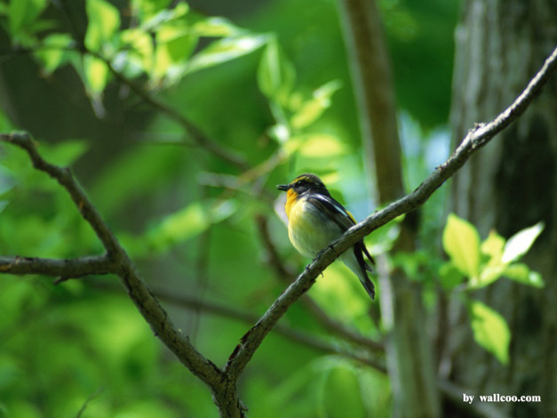 Обои картинки фото животные, птицы