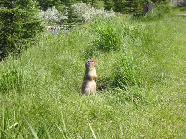 Обои картинки фото животные, суслики, сурки