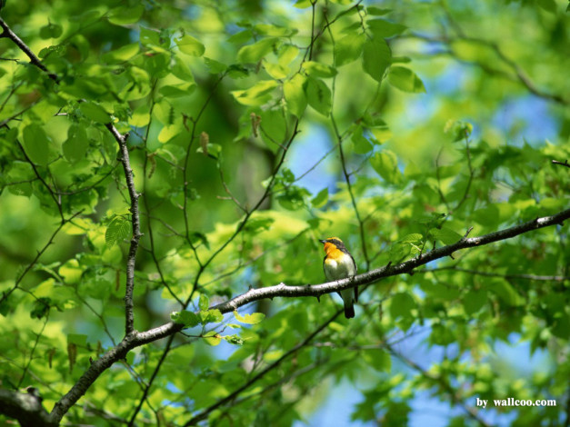 Обои картинки фото животные, зарянки, малиновки