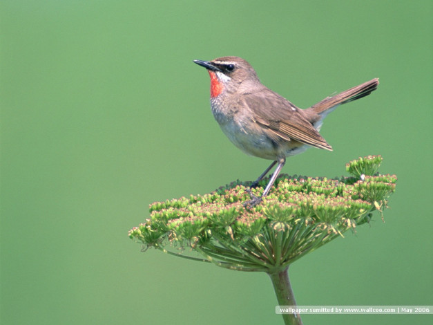 Обои картинки фото животные, зарянки, малиновки