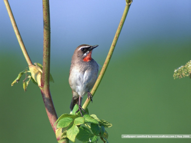 Обои картинки фото животные, зарянки, малиновки