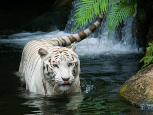 Картинка животные тигры