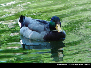 Картинка животные утки