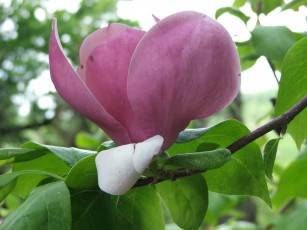 Картинка цветы магнолии