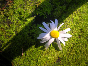 Картинка цветы ромашки