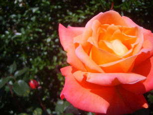 Картинка цветы розы