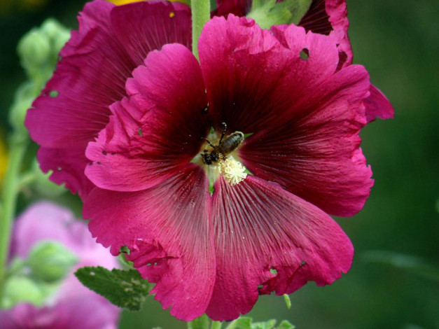 Обои картинки фото цветы, мальвы