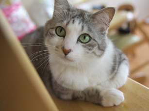 Картинка животные коты