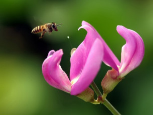 Картинка животные пчелы осы шмели