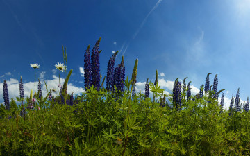 Картинка цветы люпин