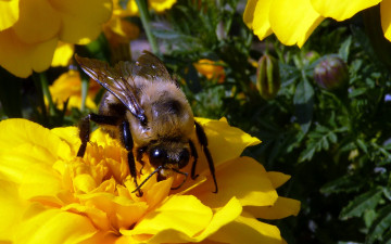 Картинка животные пчелы осы шмели