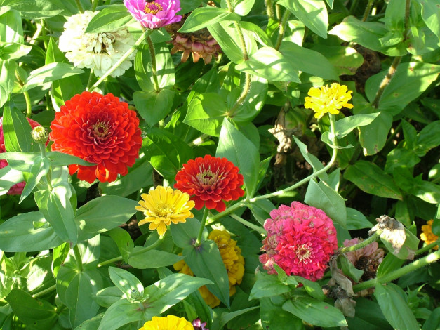 Обои картинки фото цветы, цинния