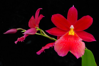 Картинка цветы орхидеи красный яркий