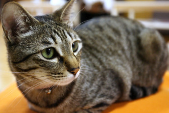 Картинка животные коты серый любопытство