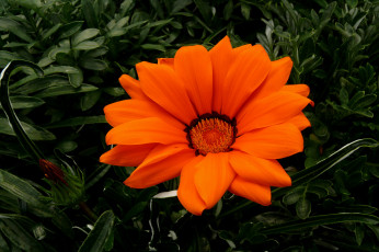 Картинка цветы газания тёмный