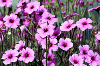 Картинка цветы луговые полевые розовый много