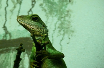 Картинка животные Ящерицы игуаны вараны зелёный