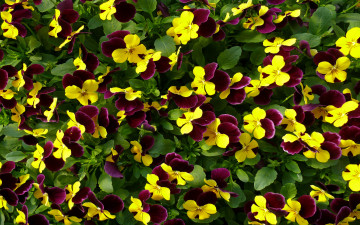 Картинка цветы анютины глазки садовые фиалки много лепестки листья