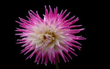 Картинка цветы георгины тёмный сиреневый