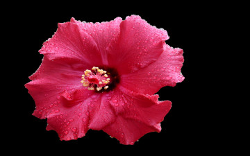 Картинка цветы гибискусы капли тёмный красный
