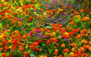 Картинка цветы разные вместе лепестки листья много