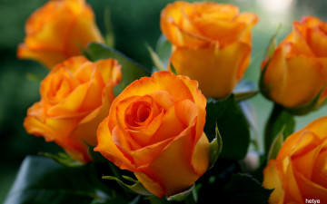 Картинка цветы розы бутоны