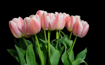 Картинка цветы тюльпаны тёмный лепестки