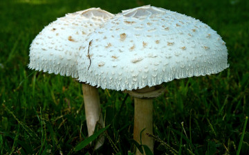 Картинка природа грибы трава